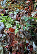 Mystery House Plant Cuttings Bouquet - Assorted Varieties - Basic to Rare Collection - Ideal for Plant Lovers