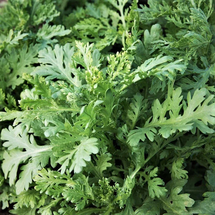 Garland Chrysanthemum Seeds - Edible Greens for Planting - Crown Daisy (Chrysanthemum coronarium)