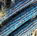 Ornamental Corn Seeds - Blue Glass Gem Popcorn - Shades of Blue - Zea mays everta