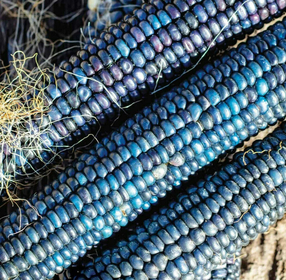 Ornamental Corn Seeds - Blue Glass Gem Popcorn - Shades of Blue - Zea mays everta
