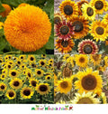 Dwarf Sunflower Seeds Mix - Non-GMO Butterflies Bees Birds Goldfinches - 50 Seeds, Helianthus annuus