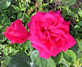 Dark Pink Rose Cuttings 3 Stems for Rooting/Grafting - Rosa spp.
