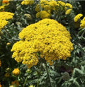 Golden Yarrow Seeds - 100+ Organic Yellow Herb Seeds (Eriophyllum confertiflorum) for Garden Planting