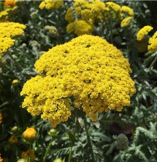 Golden Yarrow Seeds - 100+ Organic Yellow Herb Seeds (Eriophyllum confertiflorum) for Garden Planting