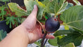 Kathleen's Black Fig Live Starter Plant 4+ Inches Ficus carica Hardy Purple Fig Zone 6