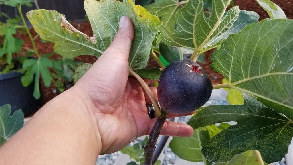 Kathleen's Black Fig Live Starter Plant 4+ Inches Ficus carica Hardy Purple Fig Zone 6