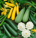 Summer Squash Seeds Mix - 5 Varieties including Zucchini & Patty Pan - Cucurbita pepo - Fast Shipping 2025