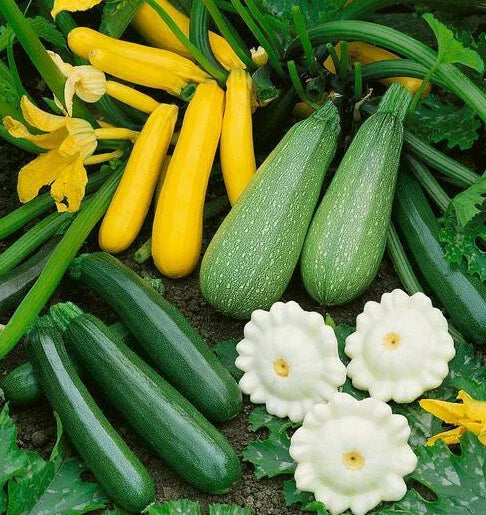 Summer Squash Seeds Mix - 5 Varieties including Zucchini & Patty Pan - Cucurbita pepo - Fast Shipping 2025