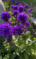 Bare Root Purple Bellflower Plants - Campanula Superba Glomerata - 5 Pack for Immediate Planting