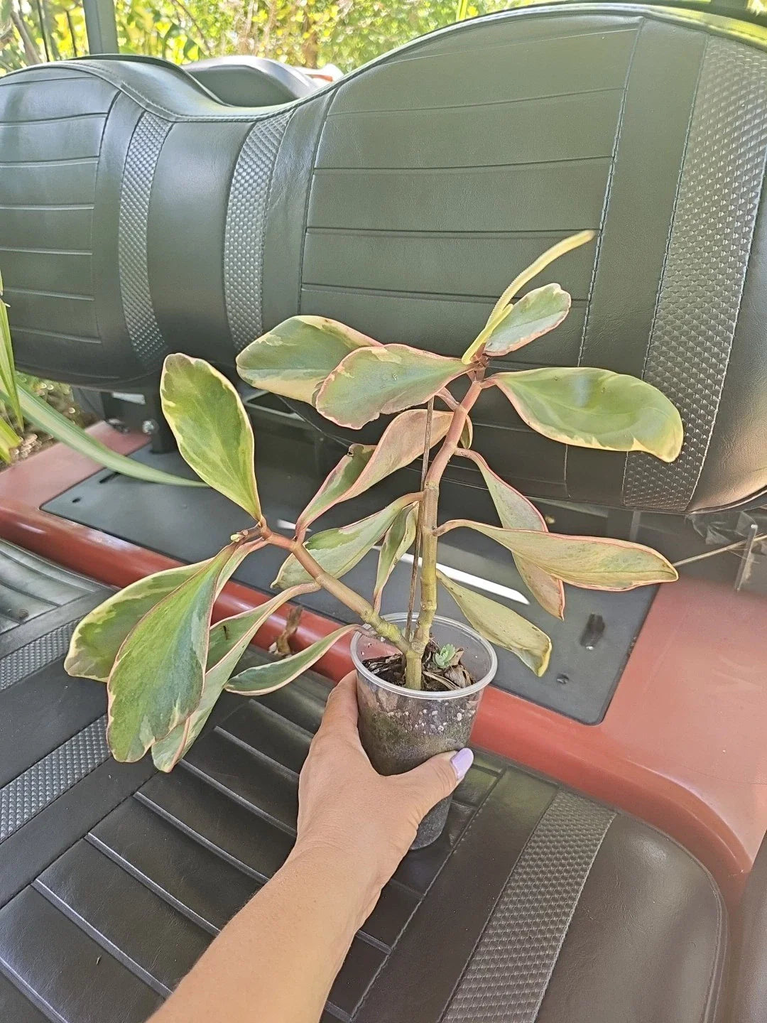 Peperomia Clusiifolia Jelly Plant - Large Mature Variegated Green Pink White Foliage, Indoor Houseplant