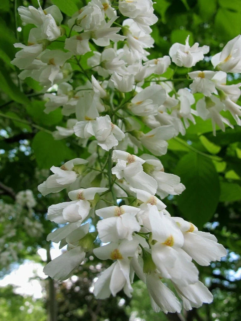 Yellowwood Tree 20 Seeds - Cladrastis kentukea - Native Tree Seeds for Planting