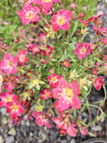 Saxifraga Touran Deep Red Bareroot Plant - Vibrant Perennial with Red Flowers for Garden, Easy to Maintain, USA Grown