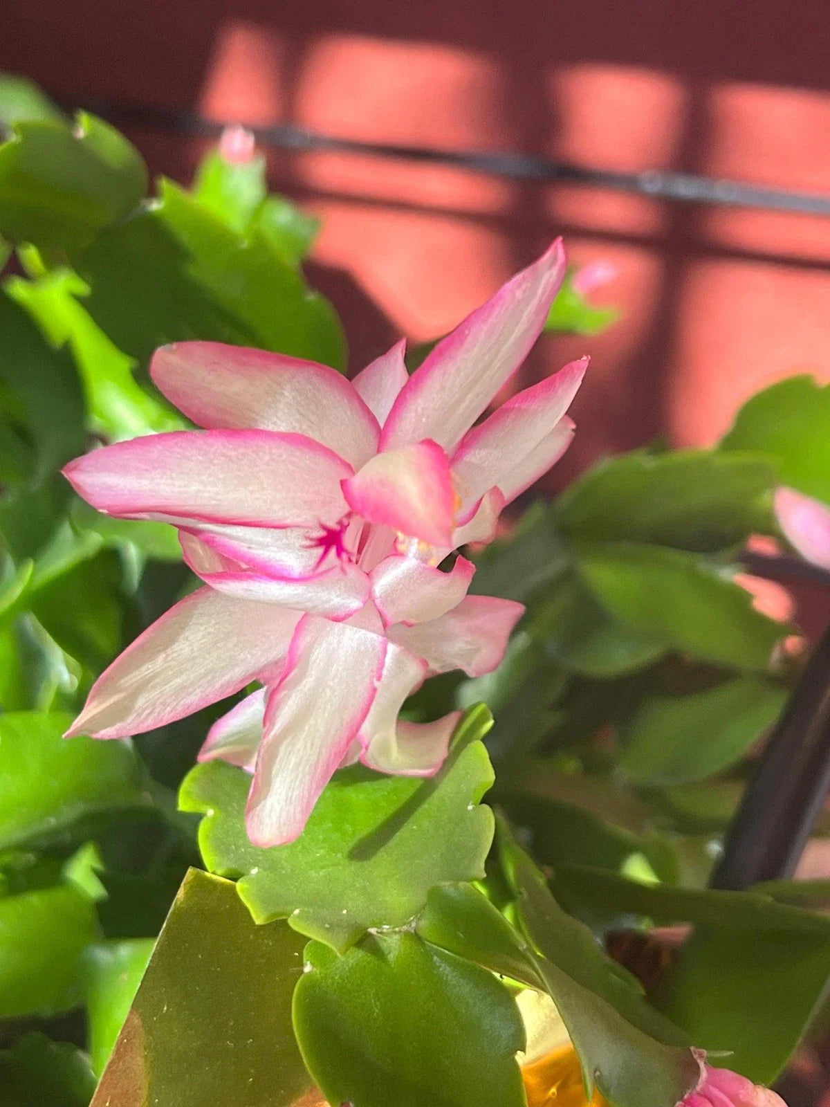 Thanksgiving/Christmas Cactus Cuttings - Light Pink with Dark Pink Edges - Schlumbergera truncata - 3 Unrooted Cuttings