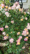Confetti Miniature Rose Cuttings - 3 Live Fresh Cuttings - Rosa spp.
