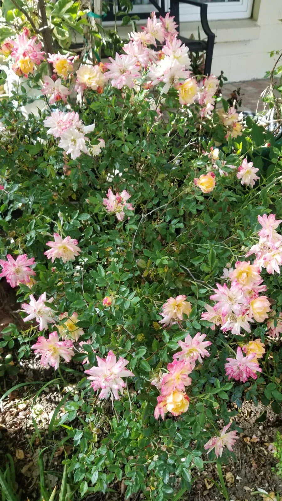 Confetti Miniature Rose Cuttings - 3 Live Fresh Cuttings - Rosa spp.