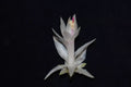 Christmas Cactus Starter Plant - Small Healthy Schlumbergera Truncata - Perfect for Home Decoration or Gifting