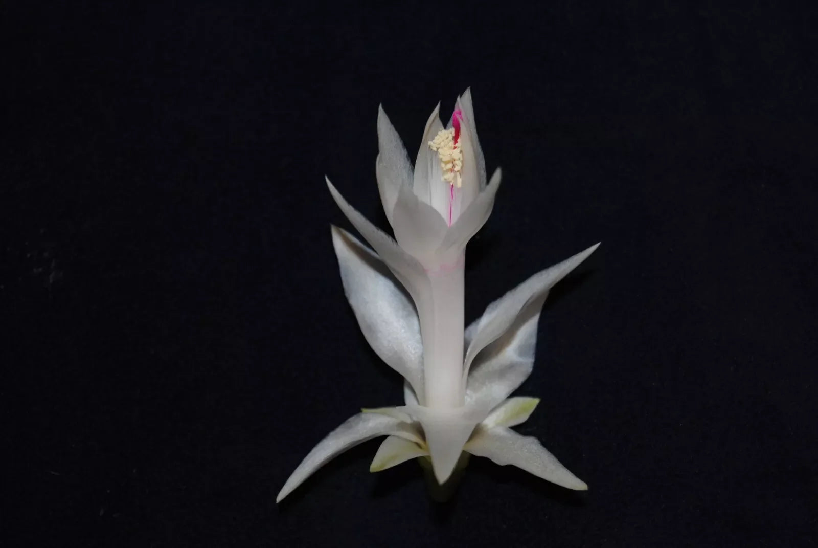 Christmas Cactus Starter Plant - Small Healthy Schlumbergera Truncata - Perfect for Home Decoration or Gifting
