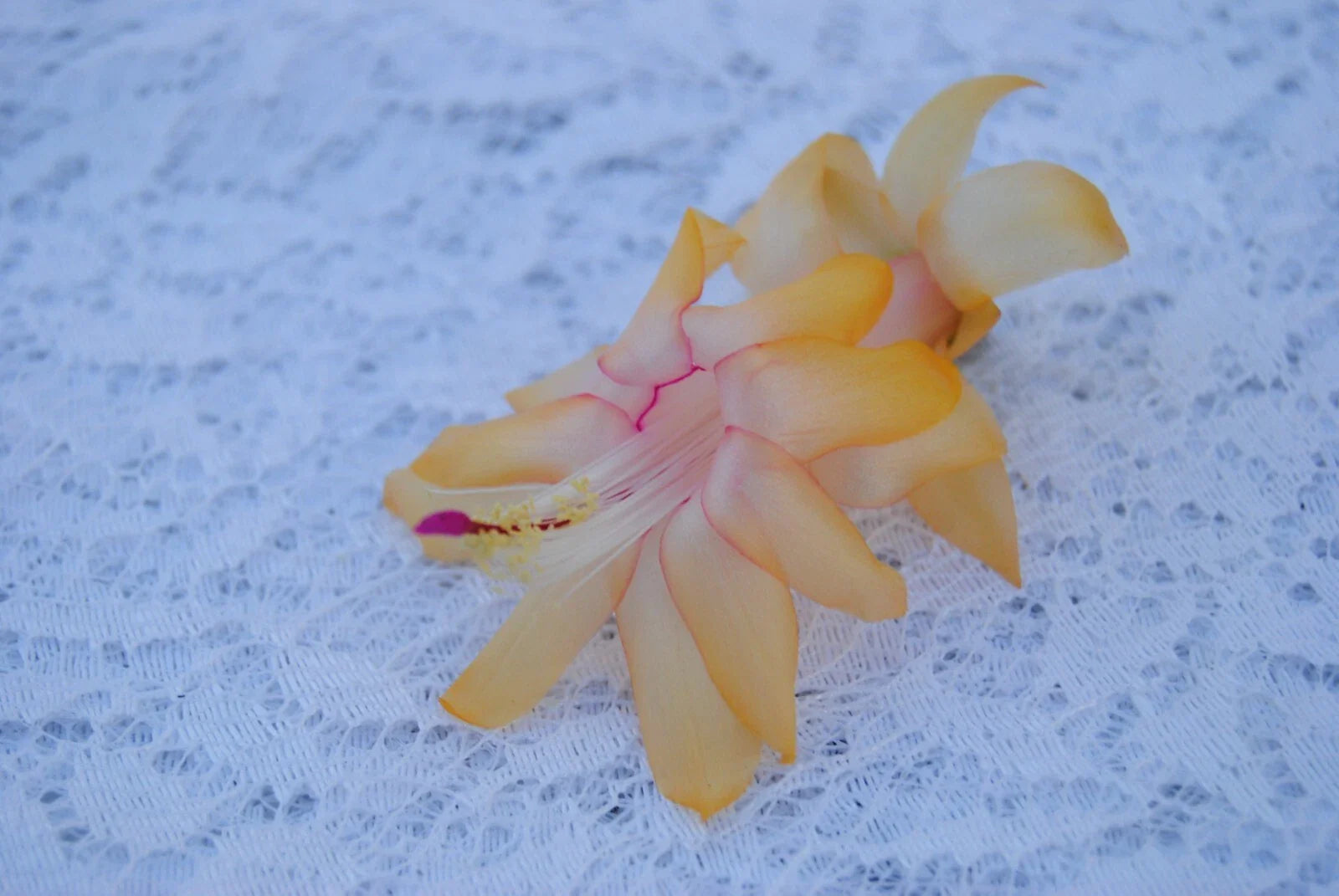 Christmas Cactus Starter Plant - Lemon Drop - Schlumbergera Truncata - Healthy Well-Rooted Small Plant for Home Decor