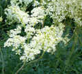 Filipendula vulgaris Seeds - 25 Count, Common Meadow Sweet, Hexapetala, Perennial Herb for Garden or Landscape