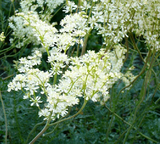 Filipendula vulgaris Seeds - 25 Count, Common Meadow Sweet, Hexapetala, Perennial Herb for Garden or Landscape