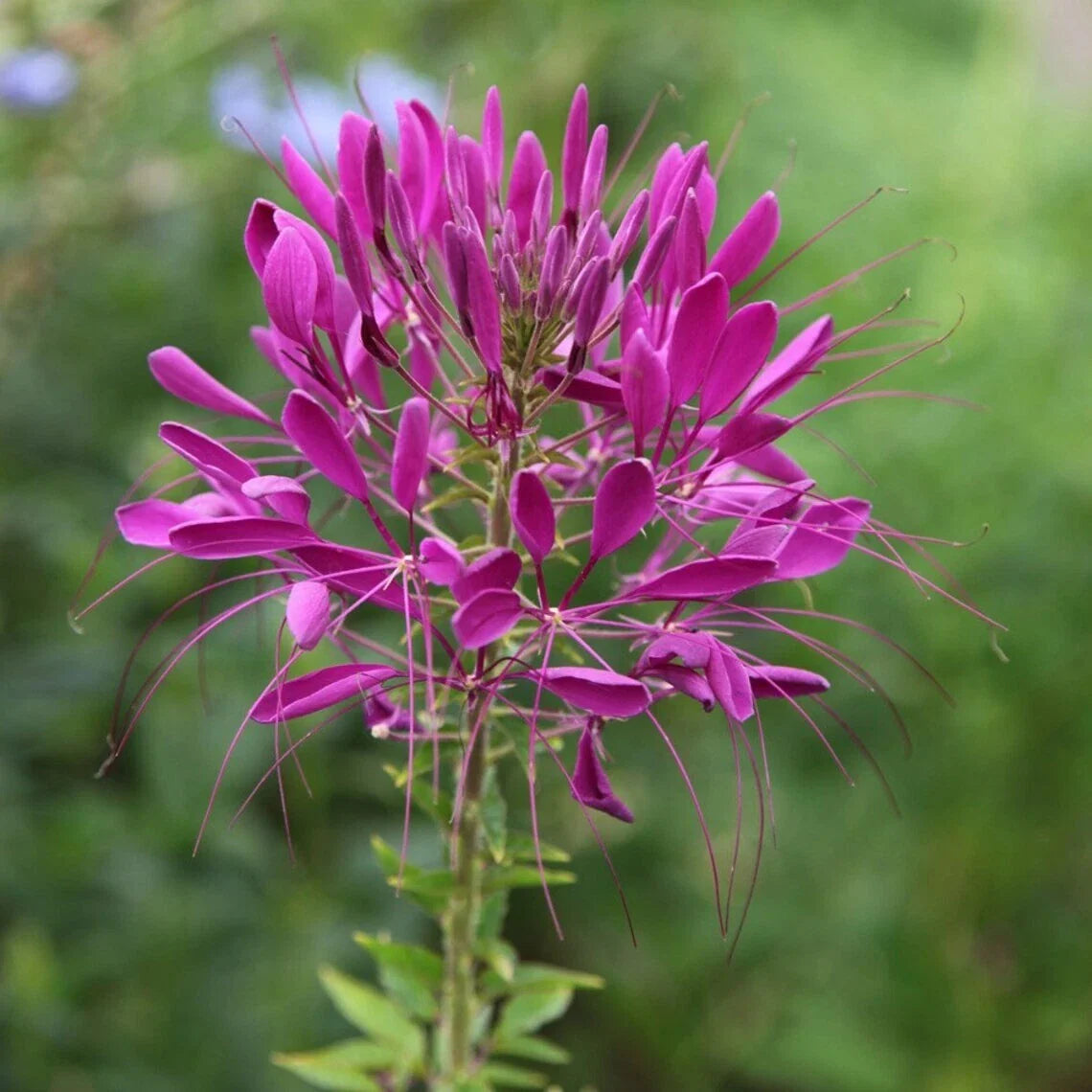 Electric Purple Spider Seeds - 100 Count, Clome Spinosa Perennial, US Seller