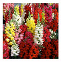 Snapdragon Seeds Tetra Mix Multi Color Blooms Antirrhinum majus Bees and Butterflies Friendly FREE SHIP