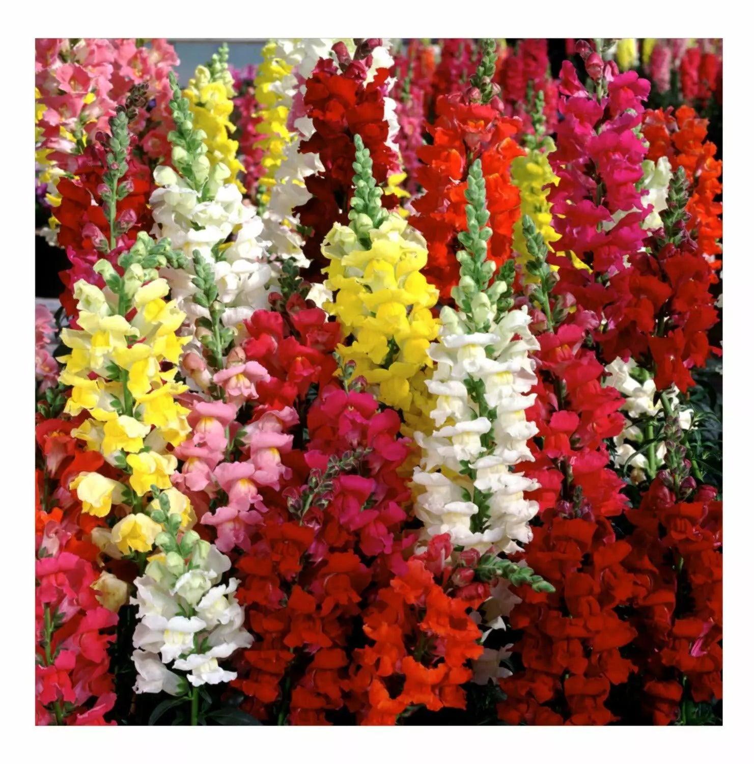 Snapdragon Seeds Tetra Mix Multi Color Blooms Antirrhinum majus Bees and Butterflies Friendly FREE SHIP