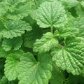Lemon Catnip Seeds | 300 Heirloom Non-GMO Seeds | Nepeta cataria | Free Shipping