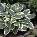 Hosta Plant - Minuteman Variety - Hardy Perennial with Green & White Foliage - Hosta 'Minuteman'