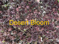10 Live Hardy Hens and Chicks Succulents, Sempervivum, Zone 4-8, Desert Bloom Variety, Perfect for Gardens and Rock Beds