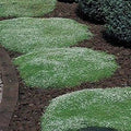 Irish Moss Seeds - 100+ Seeds - Ground Cover Plant - Blooms Attractive Green (Chondrus crispus)