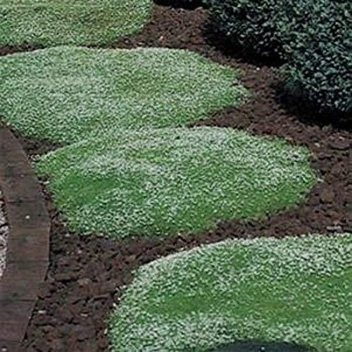 Irish Moss Seeds - 100+ Seeds - Ground Cover Plant - Blooms Attractive Green (Chondrus crispus)