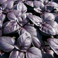 240 Seeds Basil Red Rubin Herb - Ocimum basilicum 'Red Rubin' - GroCo USA - Buy 15 Ships Free