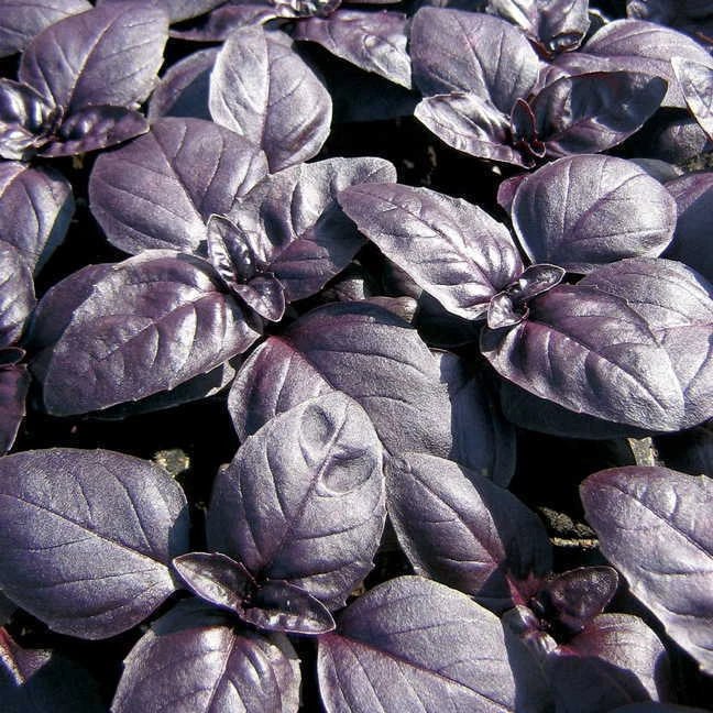 240 Seeds Basil Red Rubin Herb - Ocimum basilicum 'Red Rubin' - GroCo USA - Buy 15 Ships Free