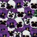 Pansy Seeds - 50 Count - Majestic Giant Sea Breeze Blotch Mix - Viola wittrockiana