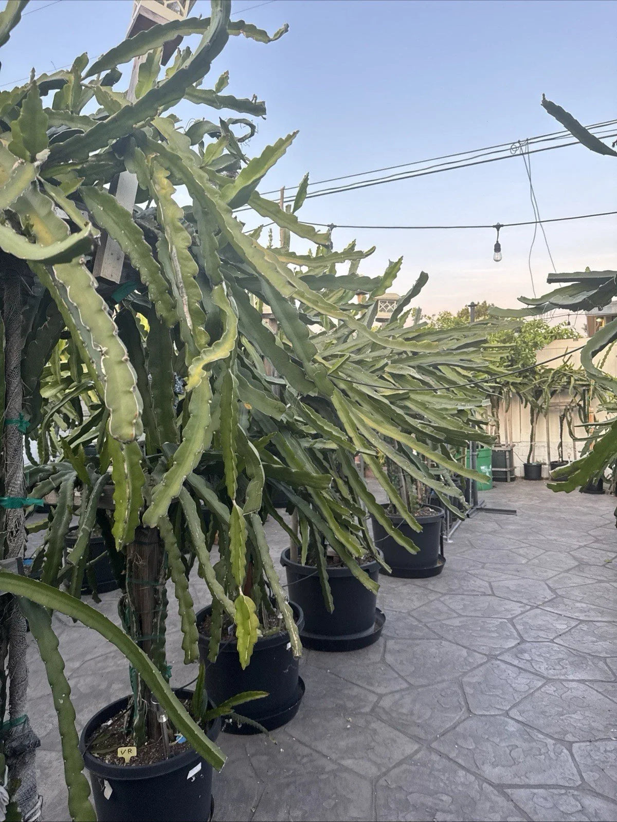 Dragon Fruit Cuttings 20-26 Inches Long, Five Unknown Varieties, Hylocereus spp.