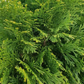 Emerald Green Arborvitae 12+ Inches Bare Root Live Plant Thuja Occidentalis