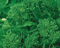 Rapini Broccoli Seeds - Early Fall Variety, Italian Greens, Healthy Non-GMO, 500 Count - Brassica rapa