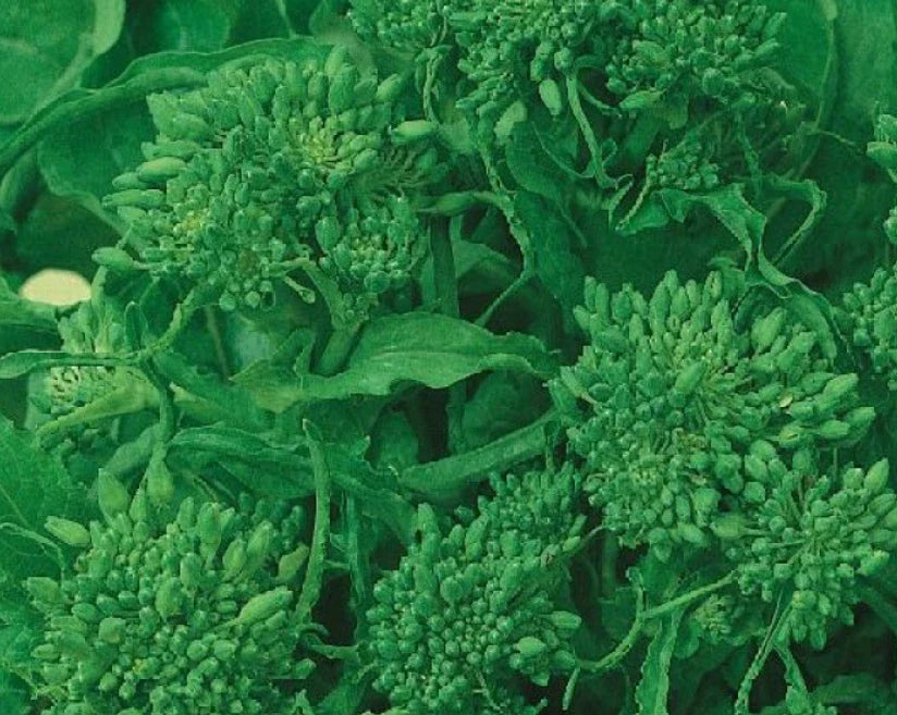 Rapini Broccoli Seeds - Early Fall Variety, Italian Greens, Healthy Non-GMO, 500 Count - Brassica rapa