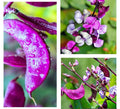 Hyacinth Bean Seeds - 10+ Heirloom Purple Moon - Non-GMO (Lablab purpureus)
