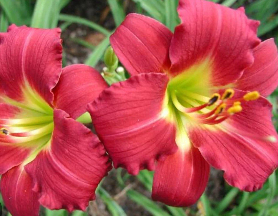 Daylily Plant - 1 Bare Root Fan - Awarded Ruby Red Stella - Hemerocallis