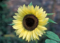 Valentine Sunflower Seeds 50 Count | Bright Yellow Blooms | Helianthus annuus