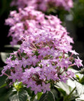 Pentas Seeds 500 Count Northern Lights Lavender (Pentas) - Flower Garden Seeds for Planting