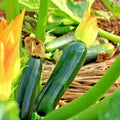 Zucchini Seeds 31+ Pack Black Beauty Organic Heirloom Summer Squash for Garden & Container (Cucurbita pepo)