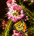 100 Seeds Rocky Mountain Bee Plant Rare Cleome Pink - Cleome serrulata - Free Shipping on 15 Packs