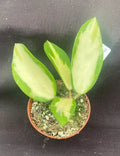 Variegated Hoya Parasitica Rooted Plant 2.5" Pot