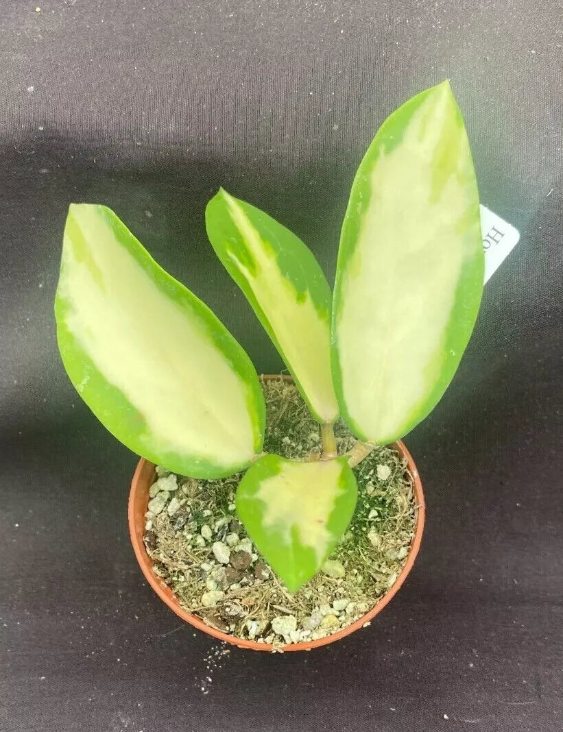 Variegated Hoya Parasitica Rooted Plant 2.5" Pot