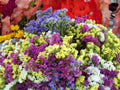 Statice Seeds - Everlasting Flower Mix, 75 Count - GroCo USA - Dried Flower Garden, Coastal Plants