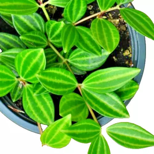 Peperomia Angulata Variegated Funky Frog 4-6" Live Houseplant Pet-Friendly Indoor Plant