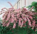 Weigela Rosea Live Plant 12+ Inches Variegated Weigela florida Pink Blooms